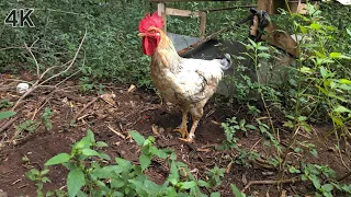 Relaxing video of chickens, bird sounds, nature