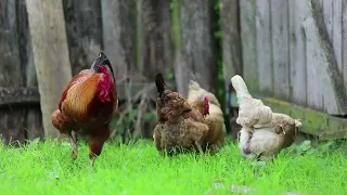 صياح الديك 45 دقيقة من صياح الديك في مزرعة 