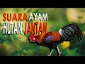 Download Lagu 1 JAM - SUARA AYAM HUTAN JANTAN VERSI 2