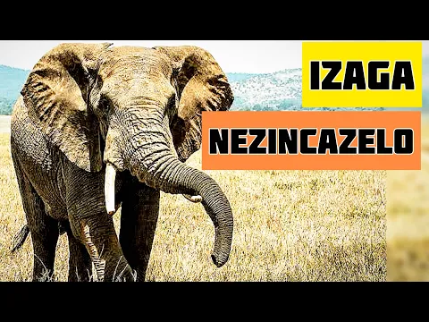 Download MP3 Izaga Nezincazelo Zazo | Learn isiZulu Language 🔥