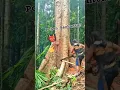 Lagu POHON ANGKER‼️Detik detik chainsaw tebang pohon malah keluar darah‼️#gerindavsall #youtube