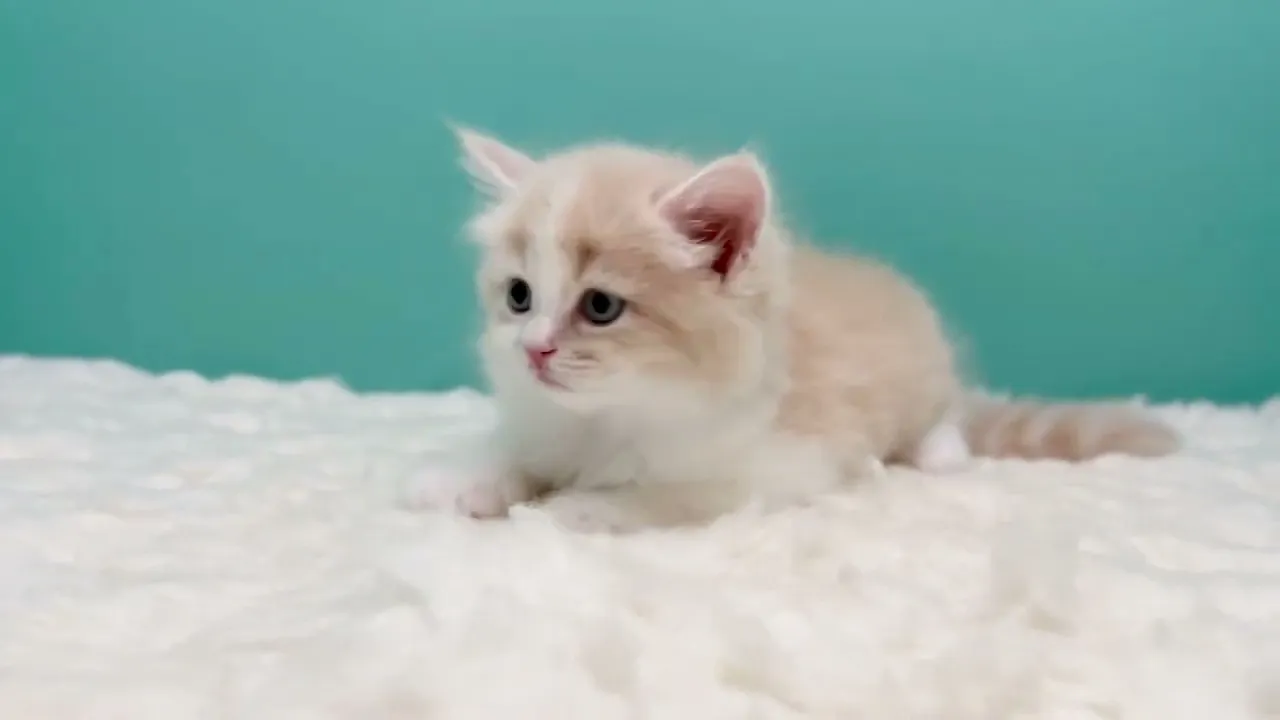 動画