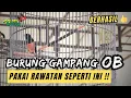Download Lagu STABILKAN MURAI BATU OB (over b1r4h1 ).