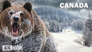 FROZEN CANADA | Extreme Survival at -40°C in the Most Brutal Cold | Nature Animal Documentary