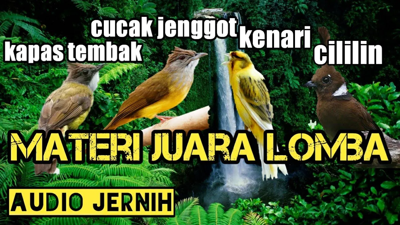 masteran kombinasi murai batu ||kombinasi suara burung masteran murai batu