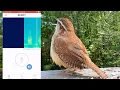 Download Lagu Cara menggunakan BirdNET untuk Mengidentifikasi Burung dari Kicauannya