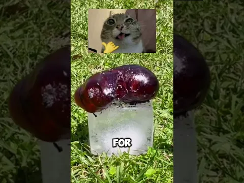Ice Vs lava #shorts #memes