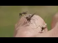 Verify Does Irish Spring Soap work to ward off mosquitoes