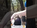 Download Lagu This Will Blow Your Mind! #shorts #trending #farm #ducks #funny #mating