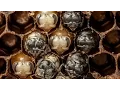 Download Amazing Time-Lapse: Bees Hatch Before Your Eyes | National Geographic mp4 3gp mp3 videos - waplic