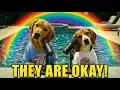 Your Dog Knows Something You Don t About The Rainbow Bridge
