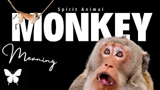 Monkey Spirit Animal Monkey Spirit Guide Monkey Symbolism Monkey Totem