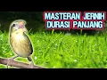 Download Lagu GURU VOKAL SUARA BURUNG MANYAR GACOR - PANCINGAN MANYAR