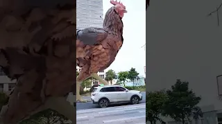 بطة كبيرة Woow 