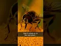 How Do Bees Pollinate