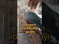 Download Lagu ‼️Viral Suara Pergam Abu-Abu alis merah‼️