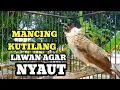 Download Lagu Suara burung kutilang gacor memanggil lawan Pancingan kutilang agar bunyi