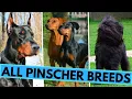 ALL 8 Pinscher Dog Breeds - Doberman