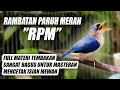 Lagu BIKIN BURUNG BIASA JADI ISTIMEWA!! MASTERAN RAMBATAN PARUH MERAH RPM NEMBAK SPEED RAPAT JERNIH JEDA