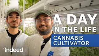 A Day in the Life Cannabis Cultivation Technician Indeed