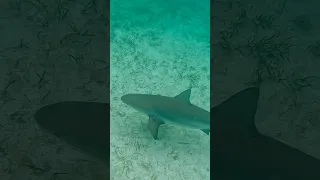 SHARK #sailingfamily #familyadventure #boatlife #bahamas