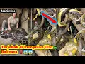Download Lagu Se orang Pria yang terjebak di kumpulan ular 🐍 Raksasa ‼️| Zoo  Online | Kebun Binatang | Ular Piton