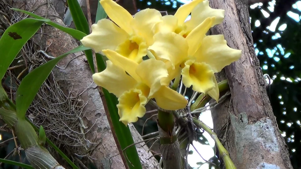 DENDROBIUM AMARELO, ORQUÍDEAS SOBRE ÁRVORES, COMO CUIDAR DE ORQUÍDEAS