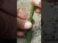 Mango grafting #shorts #grafting #satisfying #agriculture #shortsviral #tiktok #ytshorts