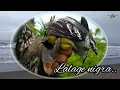 Download Lagu PIKAT BURUNG DI PINGGIR LAUT || BURUNG KAPASAN KEMIRI • Lalage nigra..