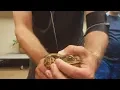 Cane Toad Squirting Poison