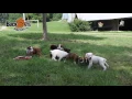 Boxer Puppies
