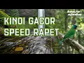 Lagu KINOI JANTAN GACOR | SPEED RAPET #birds #kicaumania #kicaumanianusantara #kinoigacor