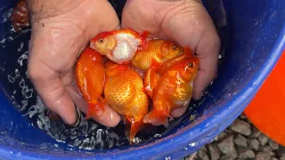 Which Ranchu Goldfish should I keep…. ￼