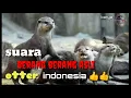 Download Lagu suara berang berang otter || asli indonesia