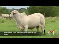 Moreno Ms Lady Presumida 376