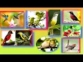 Download Lagu panggilan burcil ampuh terbaru, suarapikat burcil #pikatburung #pikat #mp3burung #burung