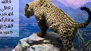 ترنيمة لا مش كفاية خدمتك 