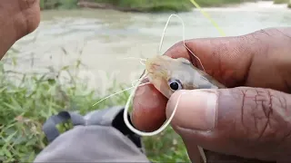 bikin jengkel induk ikan ini gak mau sambar umpan