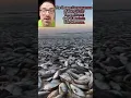 The Unseen Consequences of Rising Water Temperatures Gulf of Mexico s Fish Massacre