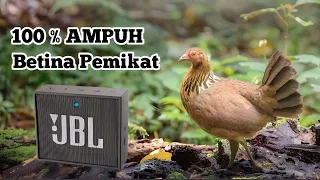 Download AYAM HUTAN BETINA MEMANGGIL JANTAN || FREE DOWNLOAD MP3 MP3