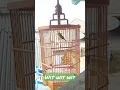 Download Lagu pleci nembak wit wit wit #shorts #burung #pleci #pleciwitwit #plecinembak #plecigacor