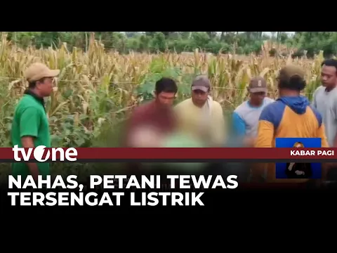 Petani di Tuban Tewas Diduga Tersengat Listrik saat Hendak Memanen Jagung