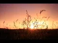 Near The Parenthesis _ Nidae