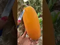 Viral Papaya #papaya #papayalove #asmr #satisfying #shorts