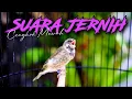 Download Lagu MATERI BIKIN CENGKOK ISIAN MEWAH - MASTERAN BLACKTHROAT GACOR SUARA JERNIH FAVORITE