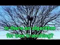 An Evolutionary Algorithm That Explores Morphologies of Trees