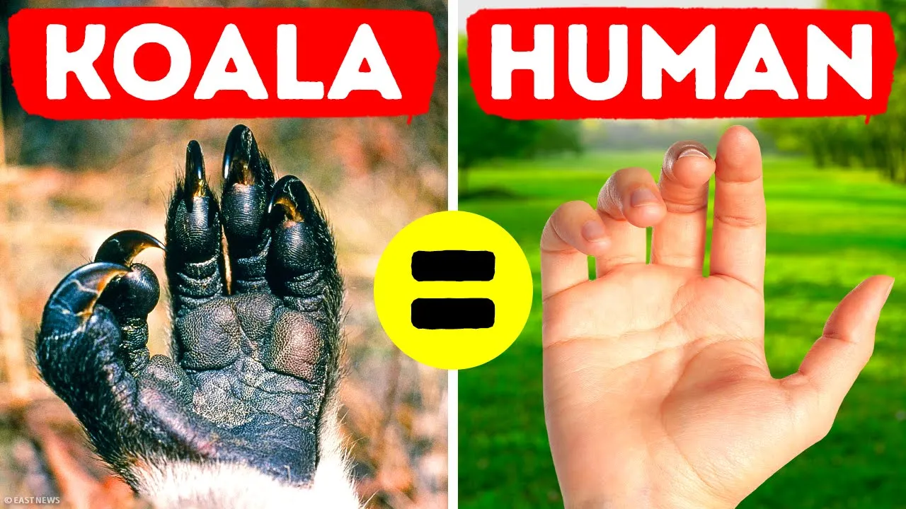 Outline Video 36 Rare Animal Facts You Forgot to Google