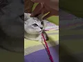 Download Lagu 😍#oldies #coversong #singer #song #vintage #cat #kitten #prettyfunny #cute #cutecat