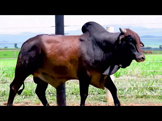 Touro Sindi SHFM - 49