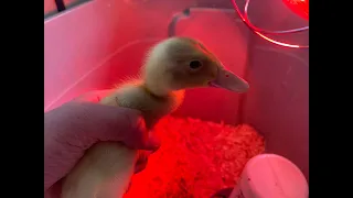 Live with my baby duck!!!